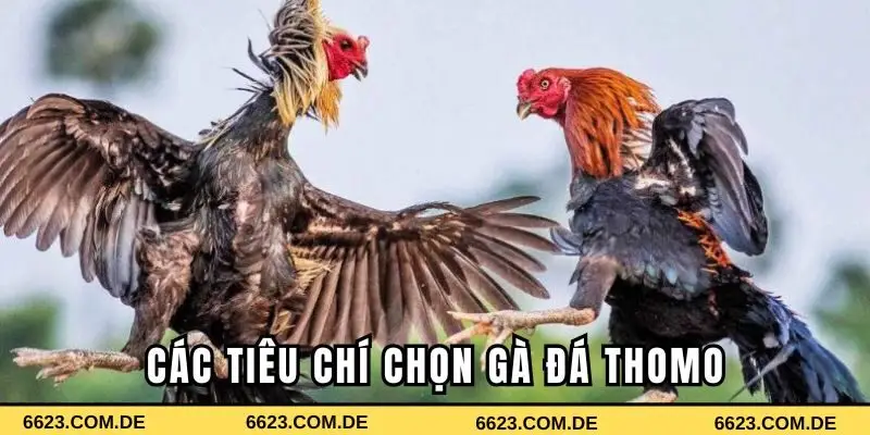 Các tiêu chí chọn gà đá Thomo chuyên nghiệp là gì?