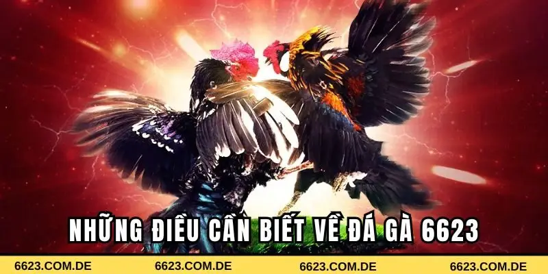 Những điều bạn cần biết về đấu trường đá gà 6623