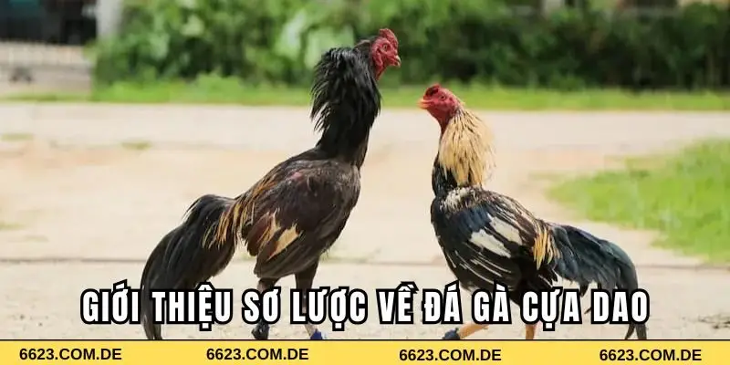 Giới thiệu sơ lược về đá gà cựa dao